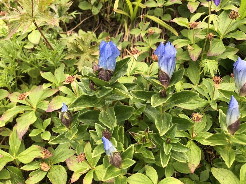 Broadpetal Gentian photo 4
