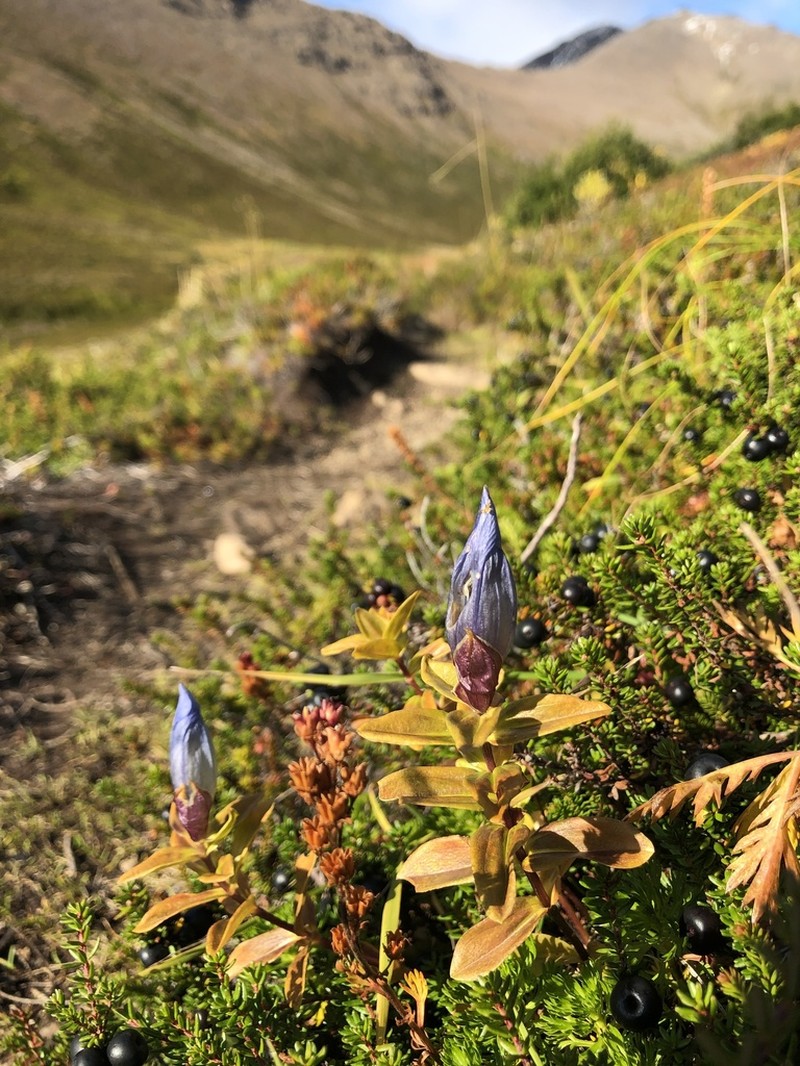 Broadpetal Gentian photo 5