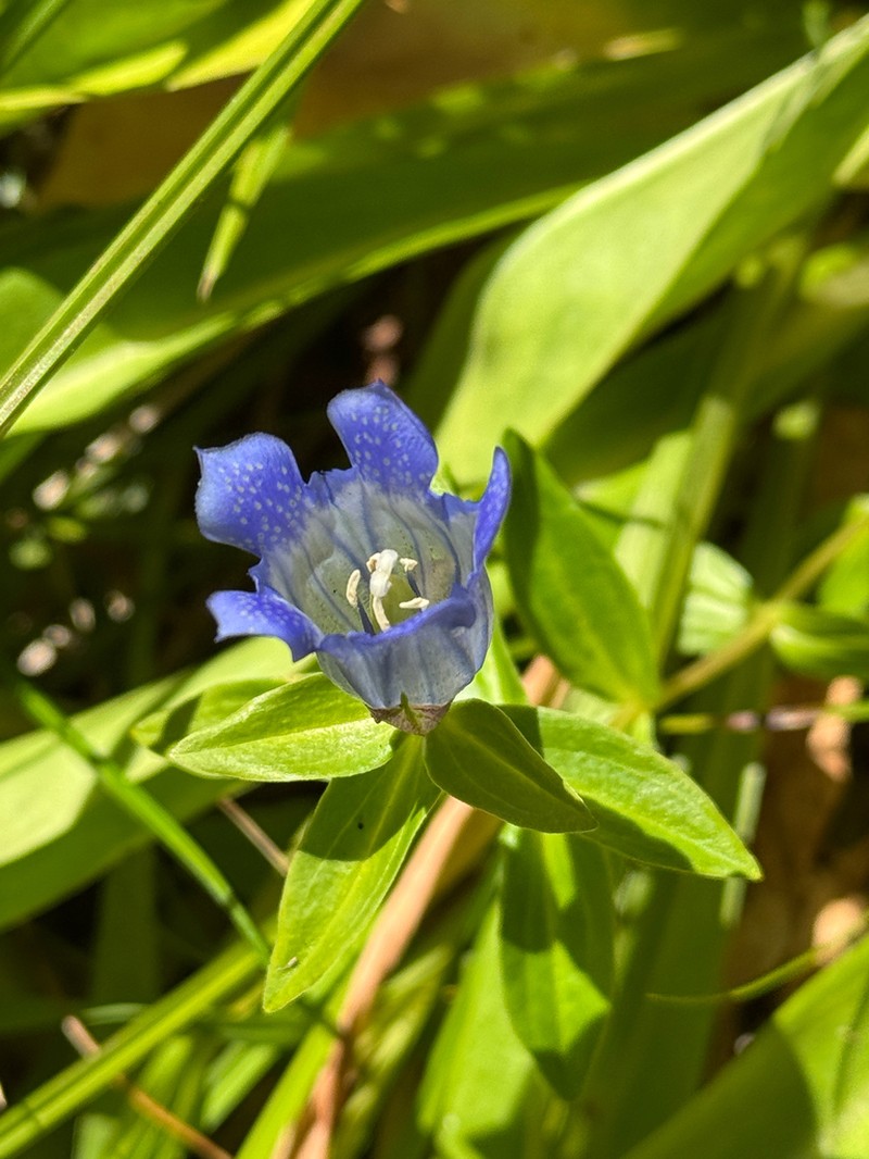 Broadpetal Gentian photo 6