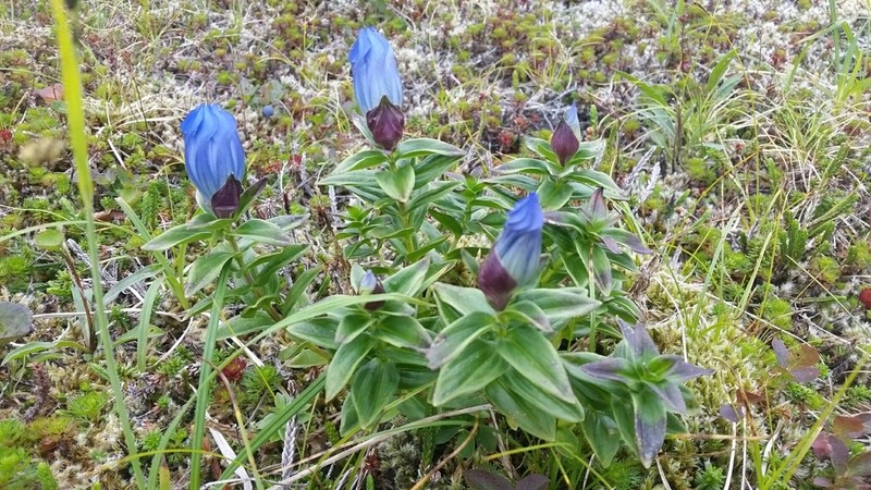 Broadpetal Gentian photo 7