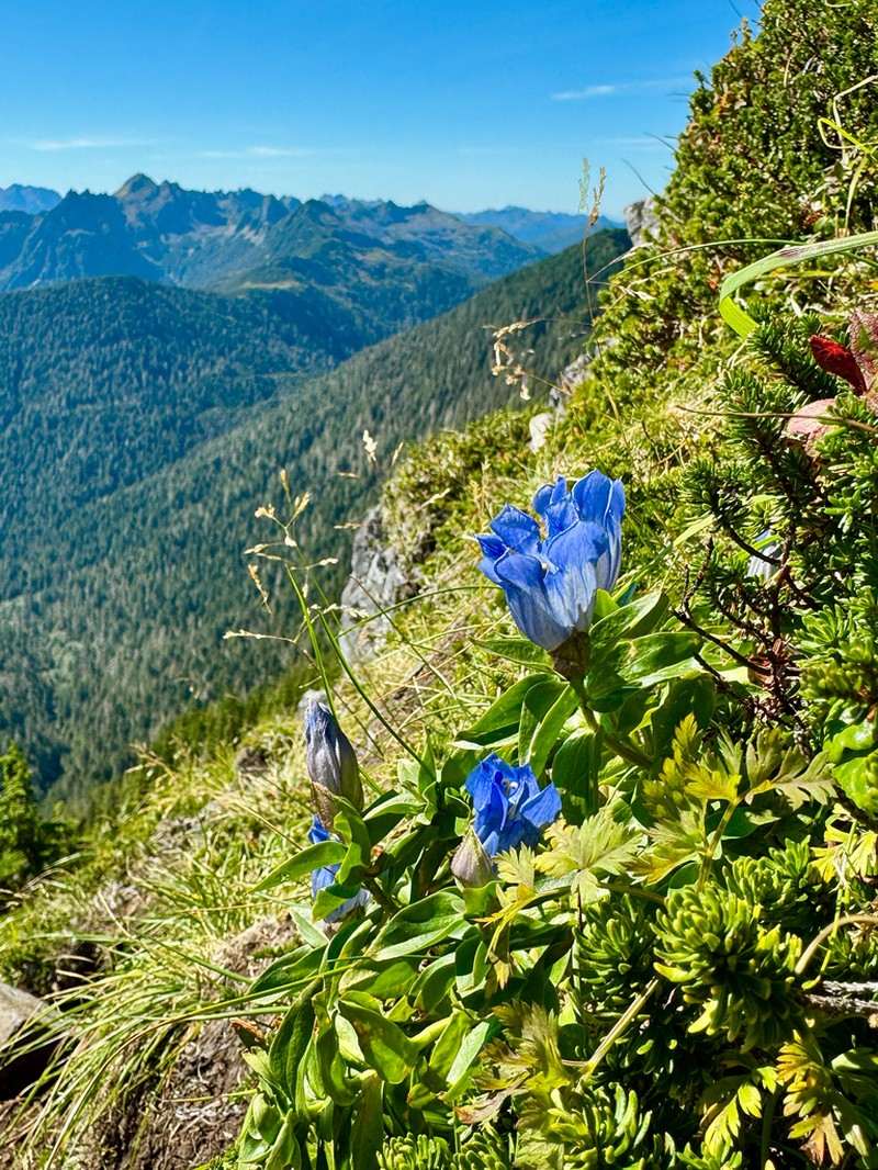 Broadpetal Gentian photo 8