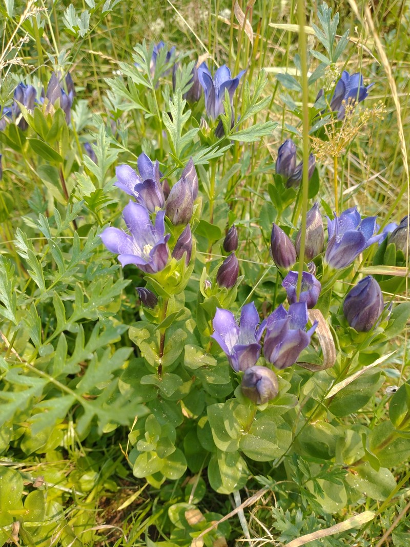 Bristly Gentian