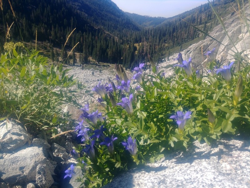 Bristly Gentian