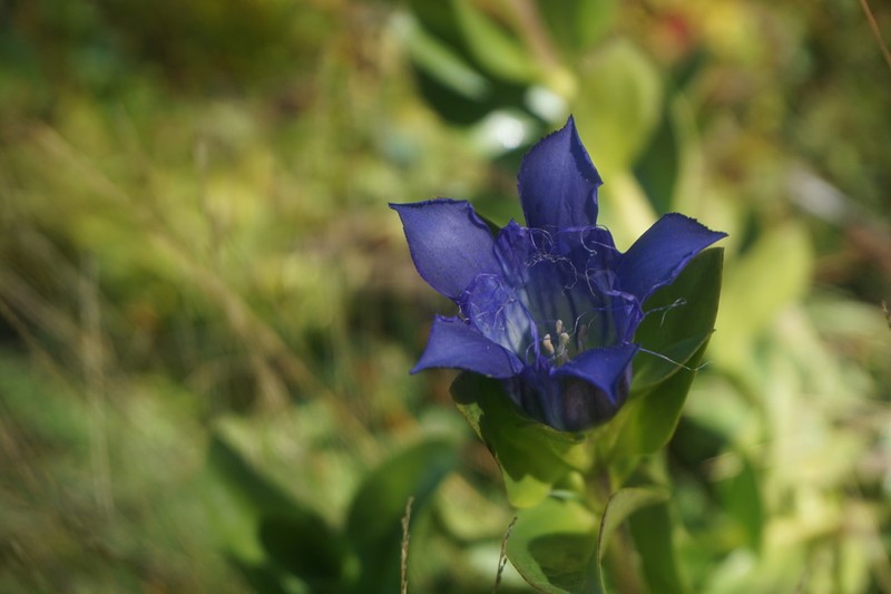 Bristly Gentian photo 2