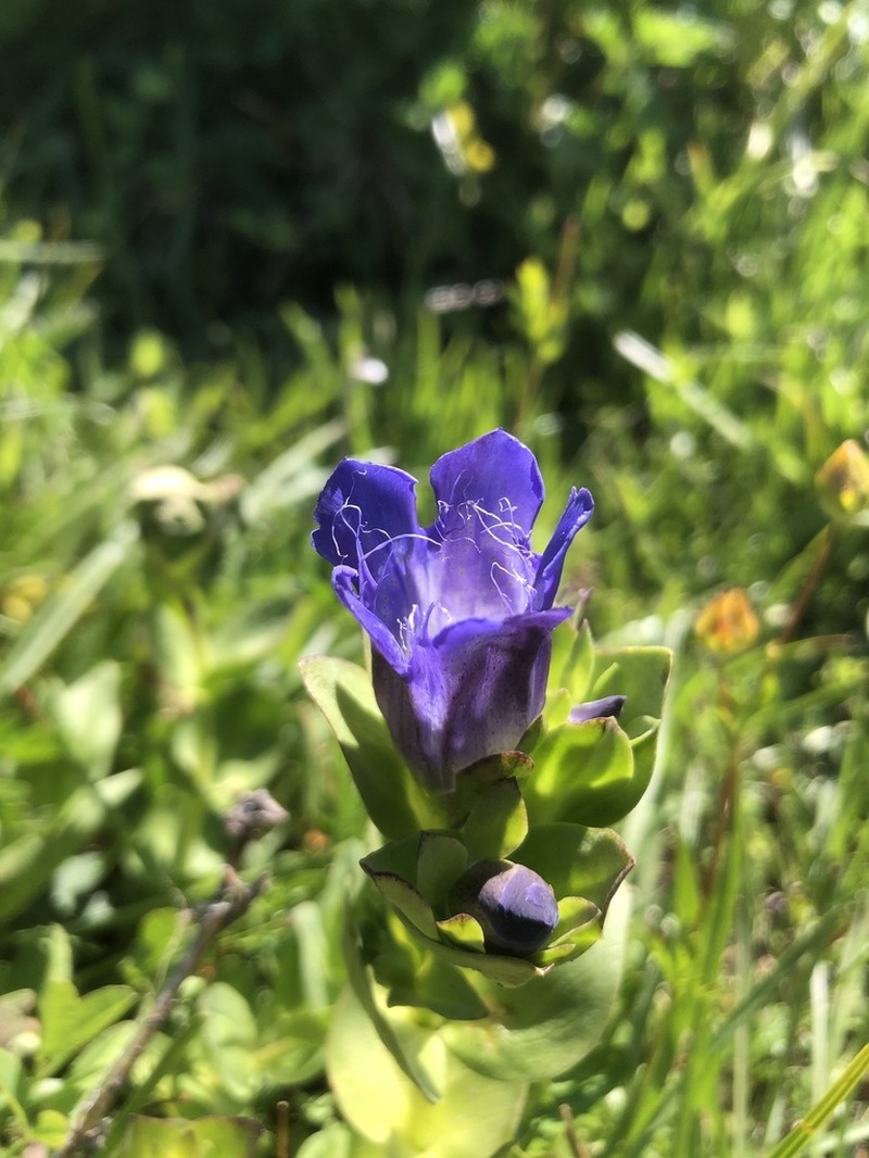 Bristly Gentian photo 3