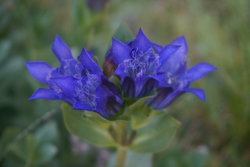 Bristly Gentian photo 4