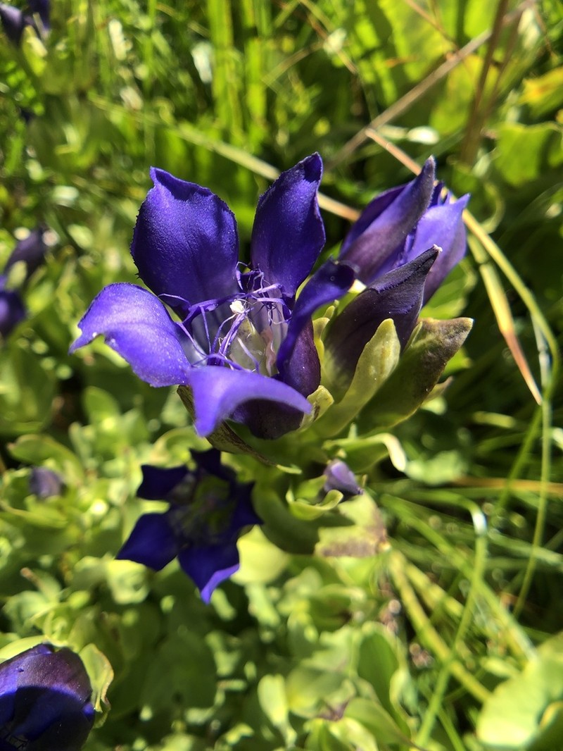 Bristly Gentian photo 5