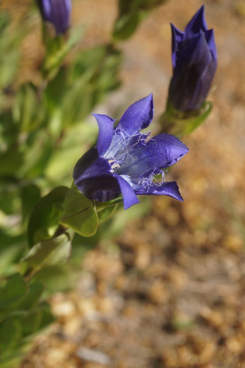 Bristly Gentian photo 6