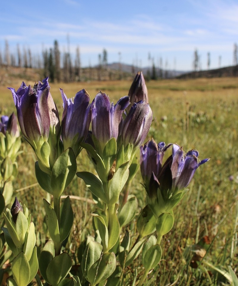 Bristly Gentian photo 7