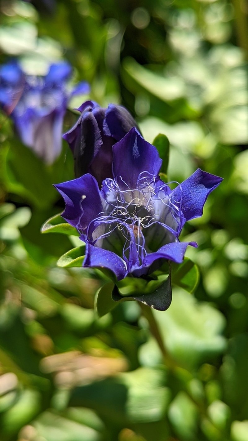 Bristly Gentian photo 8