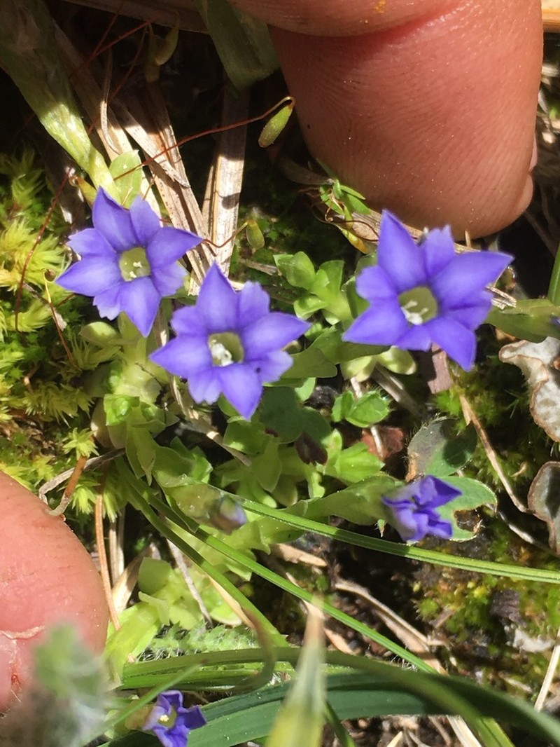Pygmy Gentian