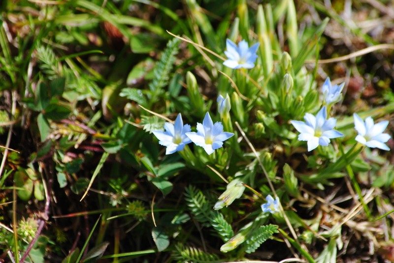 Pygmy Gentian photo 2