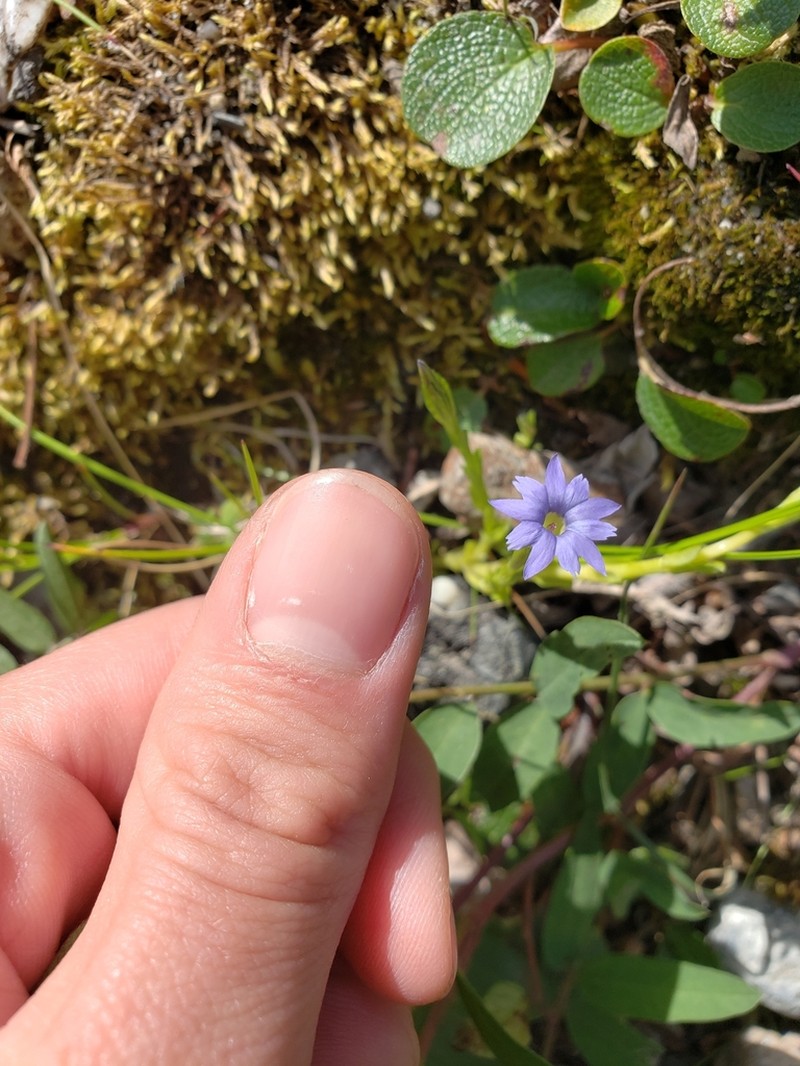 Pygmy Gentian photo 3