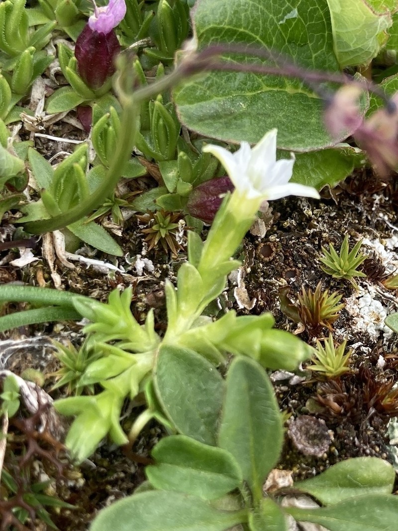 Pygmy Gentian photo 4