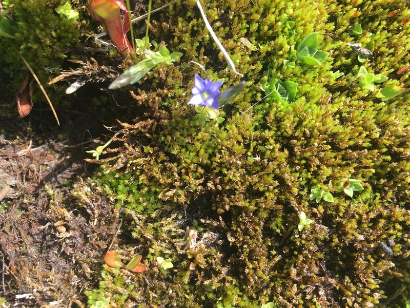 Pygmy Gentian photo 5