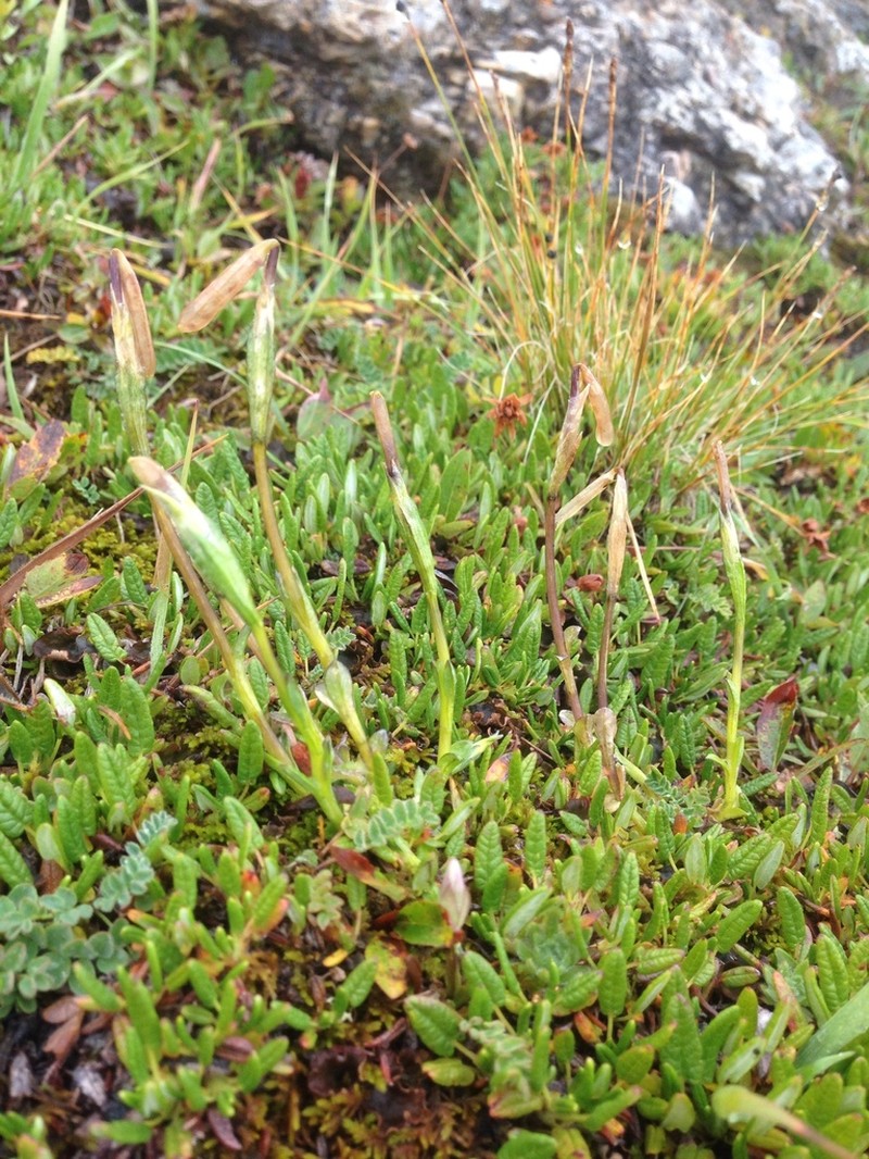 Pygmy Gentian photo 6