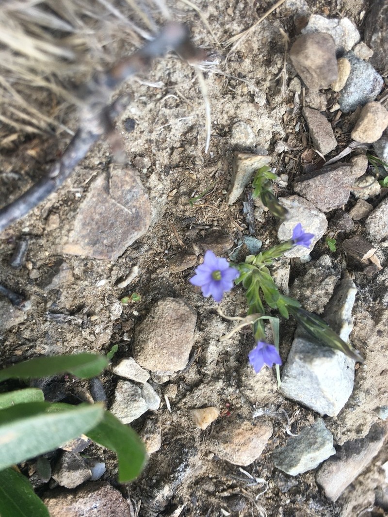 Pygmy Gentian photo 7