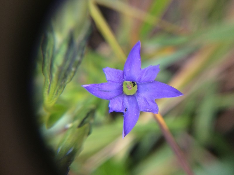 Pygmy Gentian photo 8