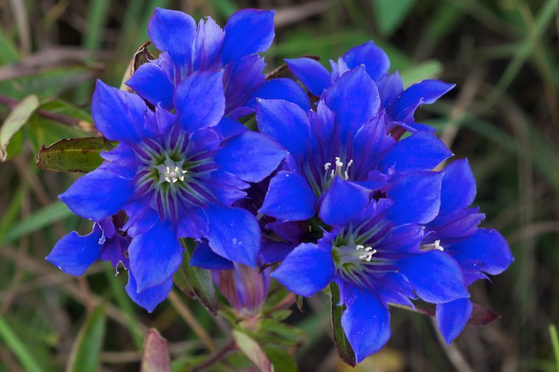 Downy Gentian