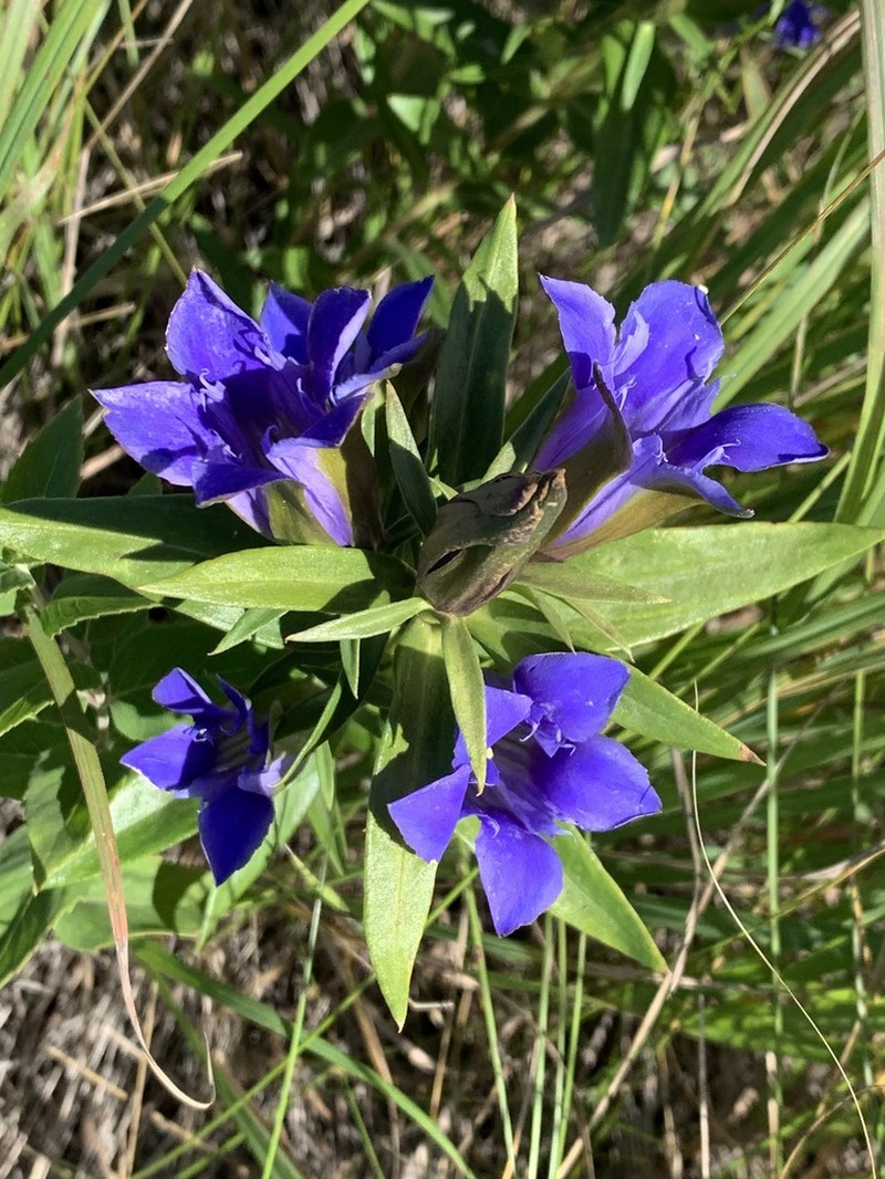 Downy Gentian