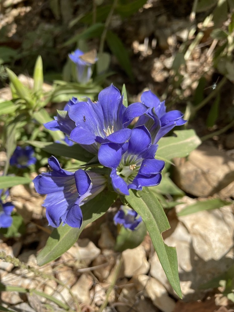 Downy Gentian photo 2
