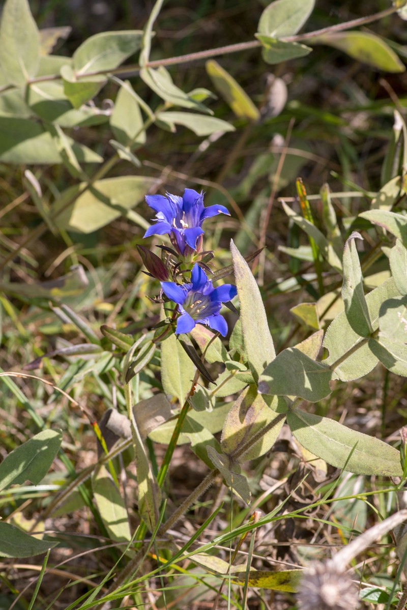 Downy Gentian photo 3