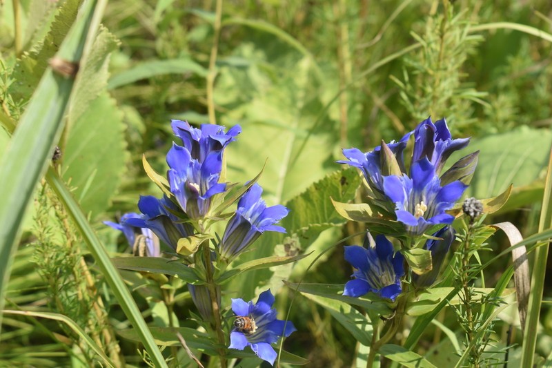 Downy Gentian photo 4