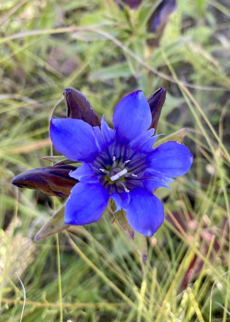 Downy Gentian photo 5