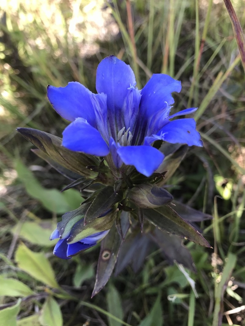 Downy Gentian photo 6