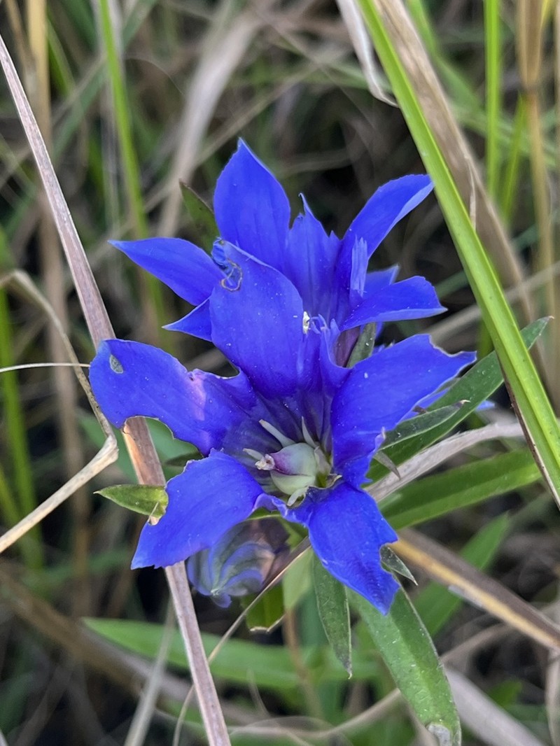 Downy Gentian photo 7