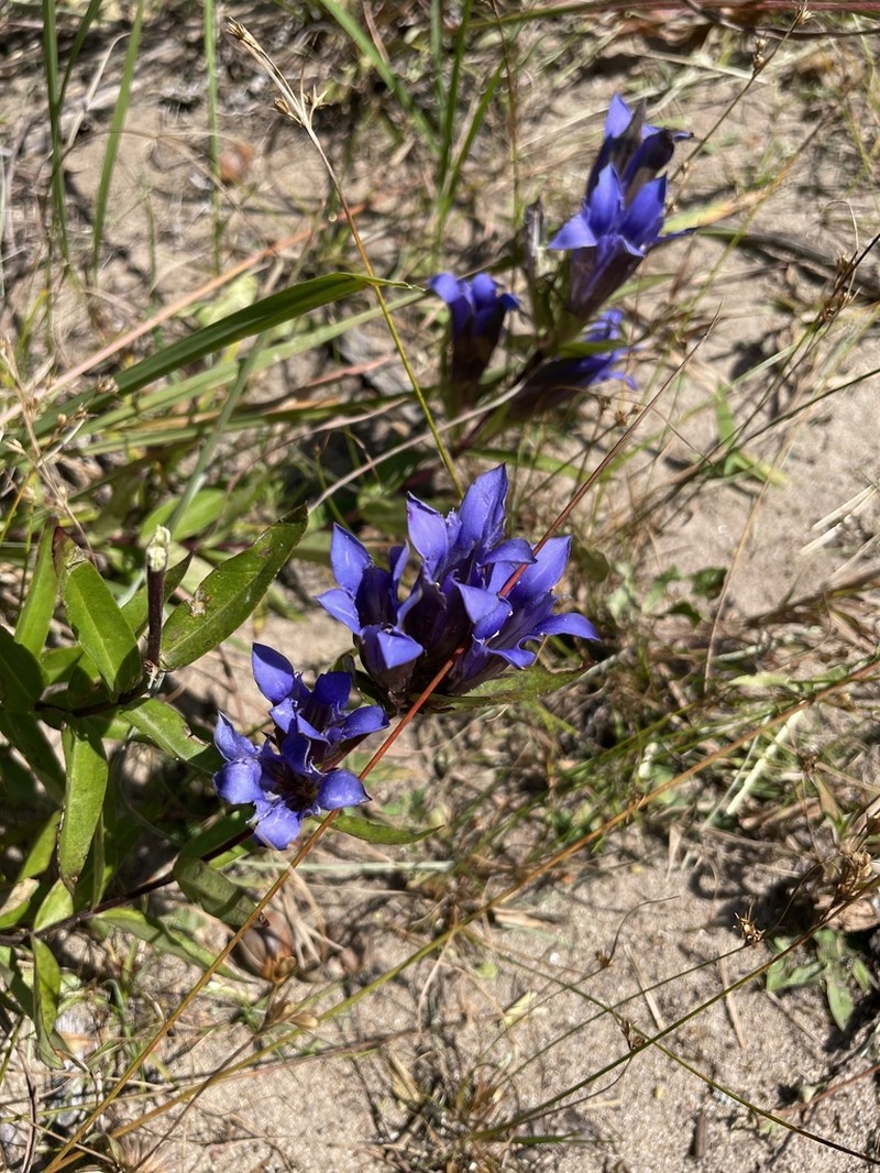 Downy Gentian photo 8