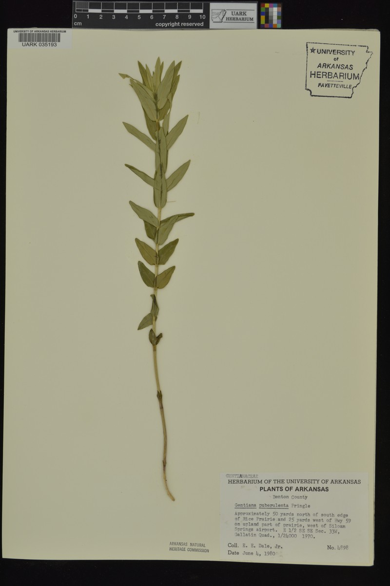 Gentiana pubigera subsp. pubigera
