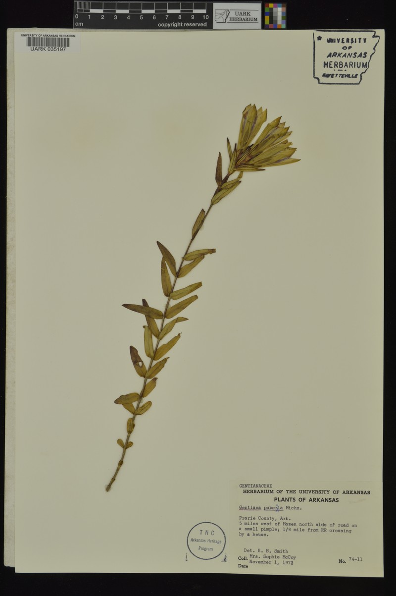 Gentiana pubigera subsp. pubigera photo 2