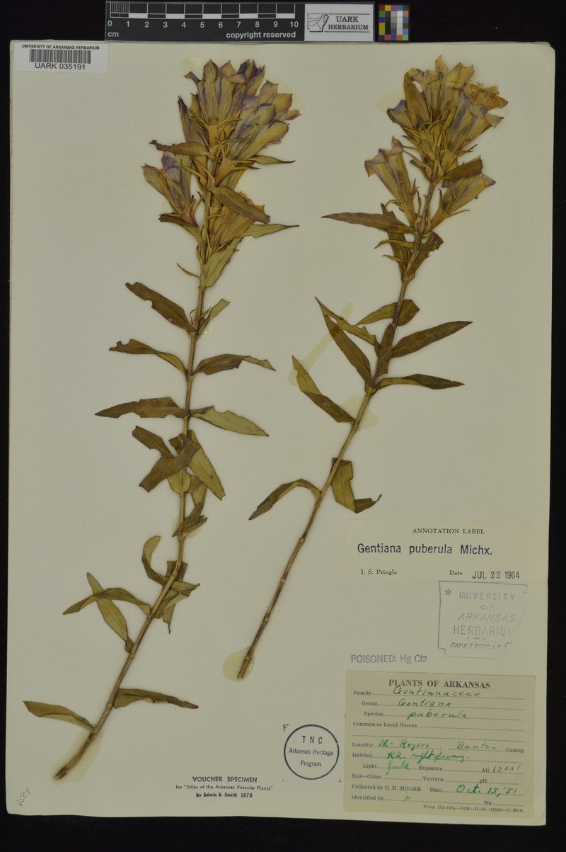 Gentiana pubigera subsp. pubigera photo 3