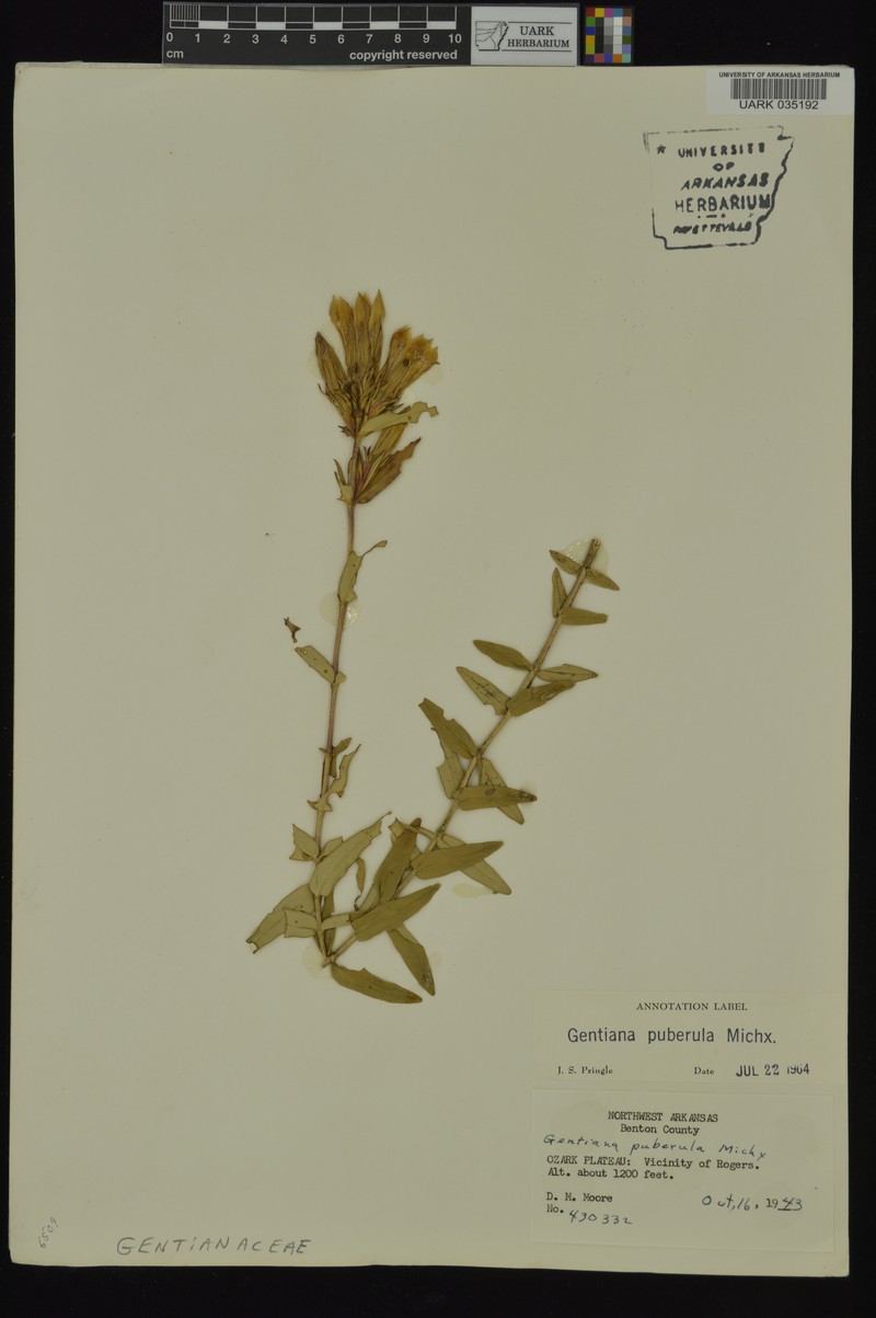 Gentiana pubigera subsp. pubigera photo 4