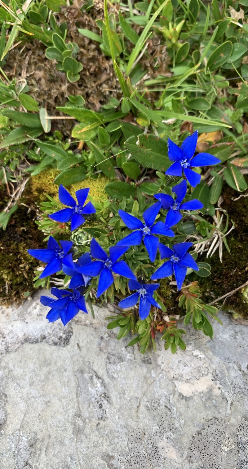 Gentiana pumila subsp. pumila
