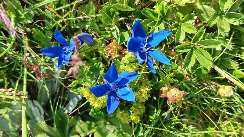 Gentiana pumila subsp. pumila photo 2