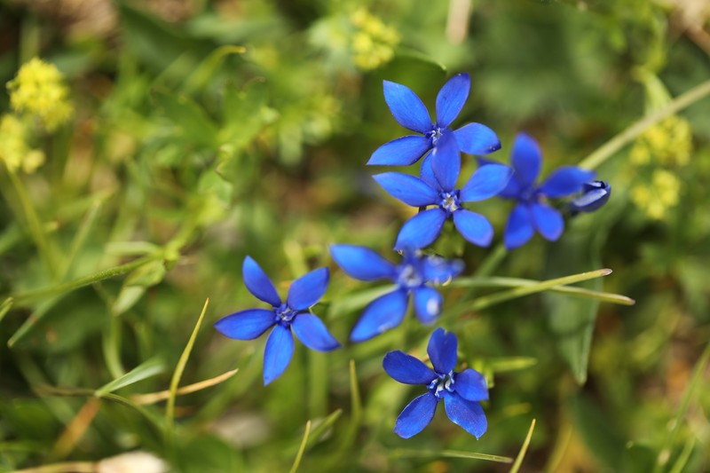Gentiana pumila subsp. pumila photo 3