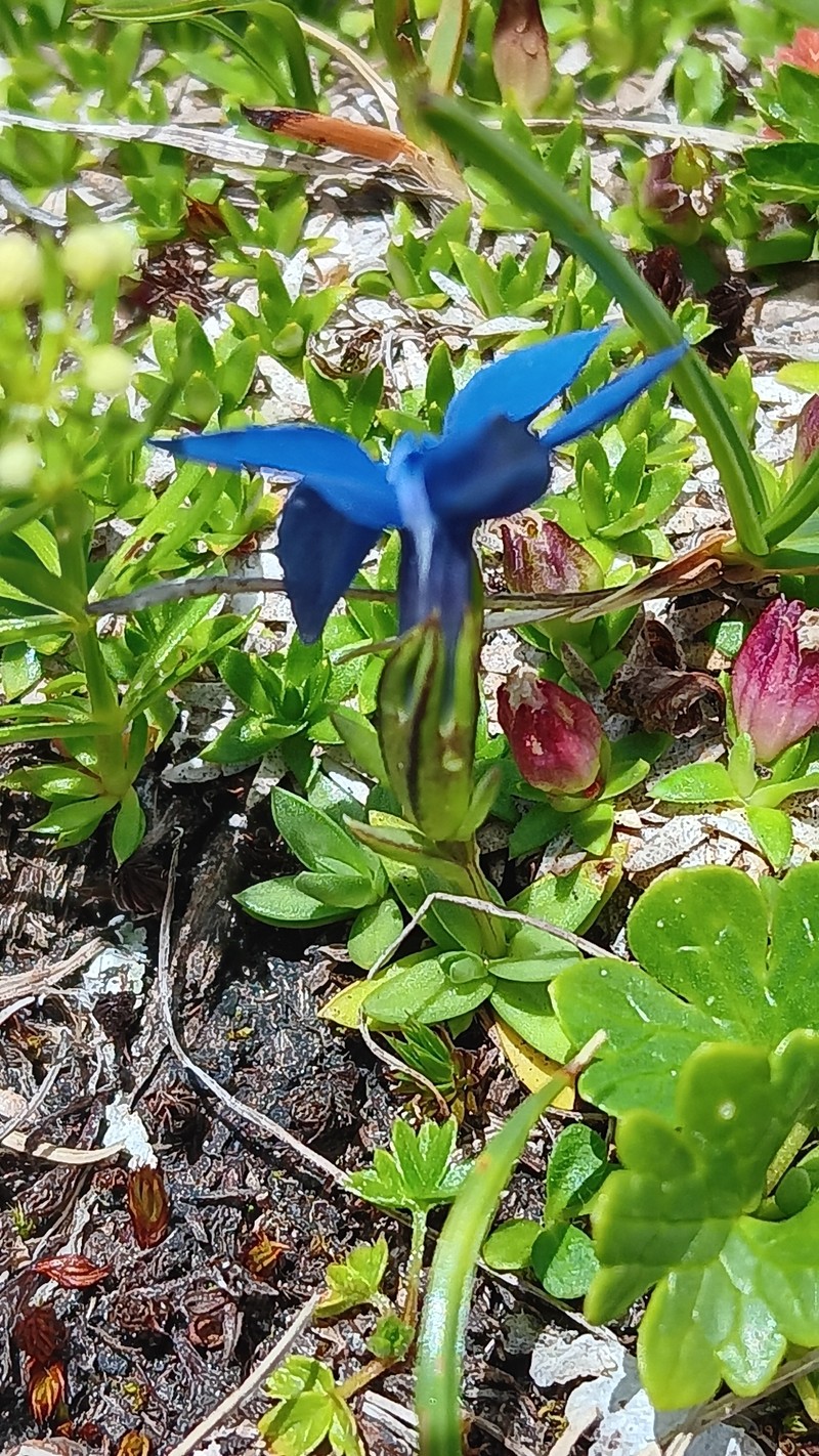 Gentiana pumila subsp. pumila photo 4