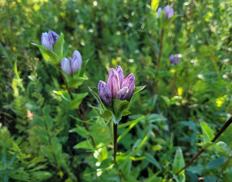 Closed Gentian