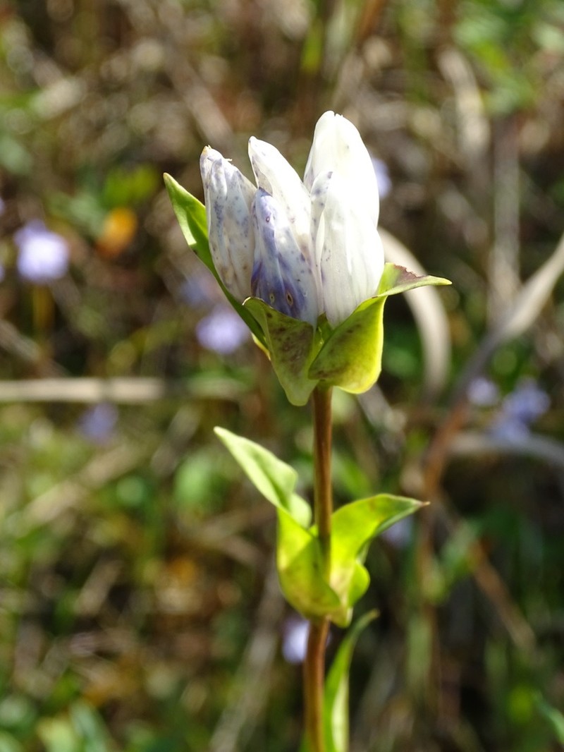 Closed Gentian photo 2