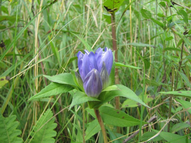 Closed Gentian photo 3