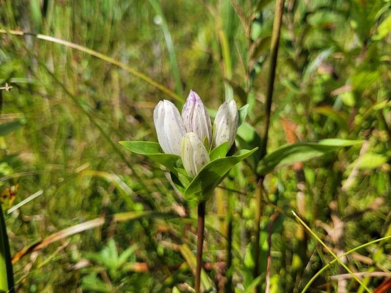Closed Gentian photo 5