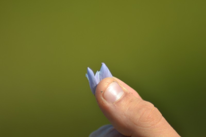 Closed Gentian photo 6