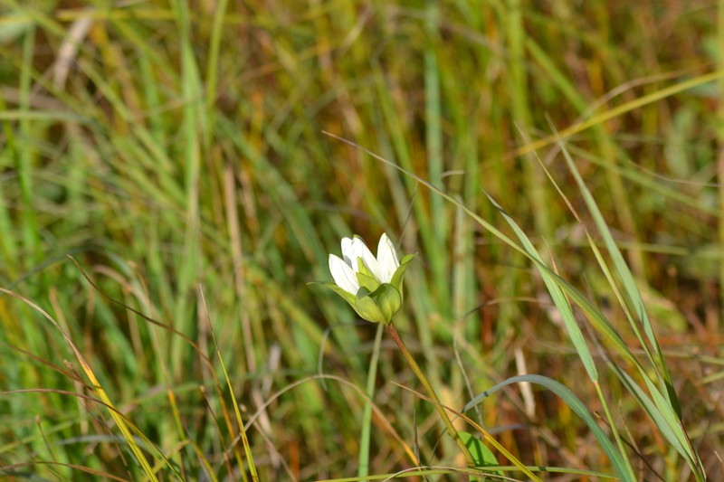 Closed Gentian photo 7