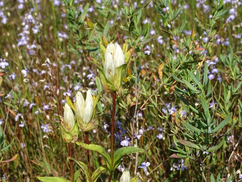 Closed Gentian photo 8