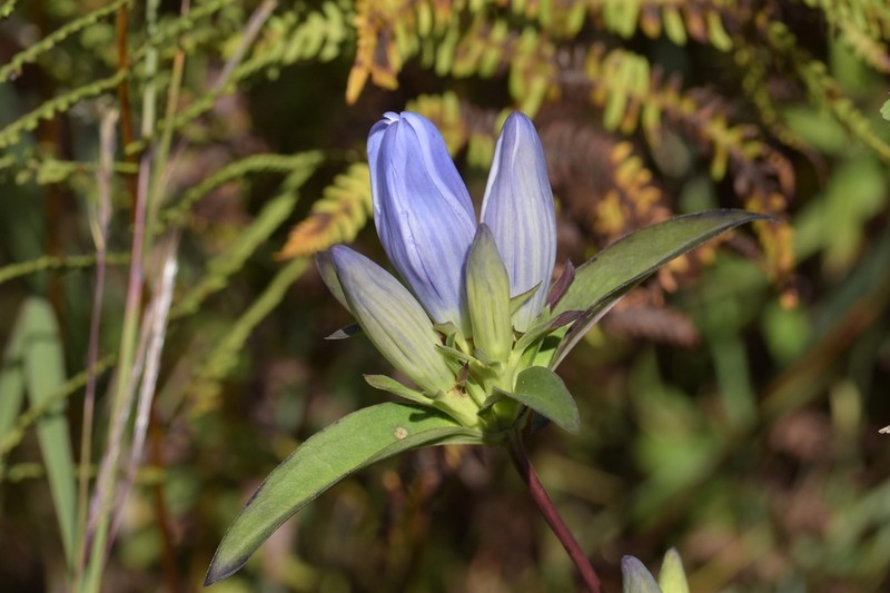 Harvestbells