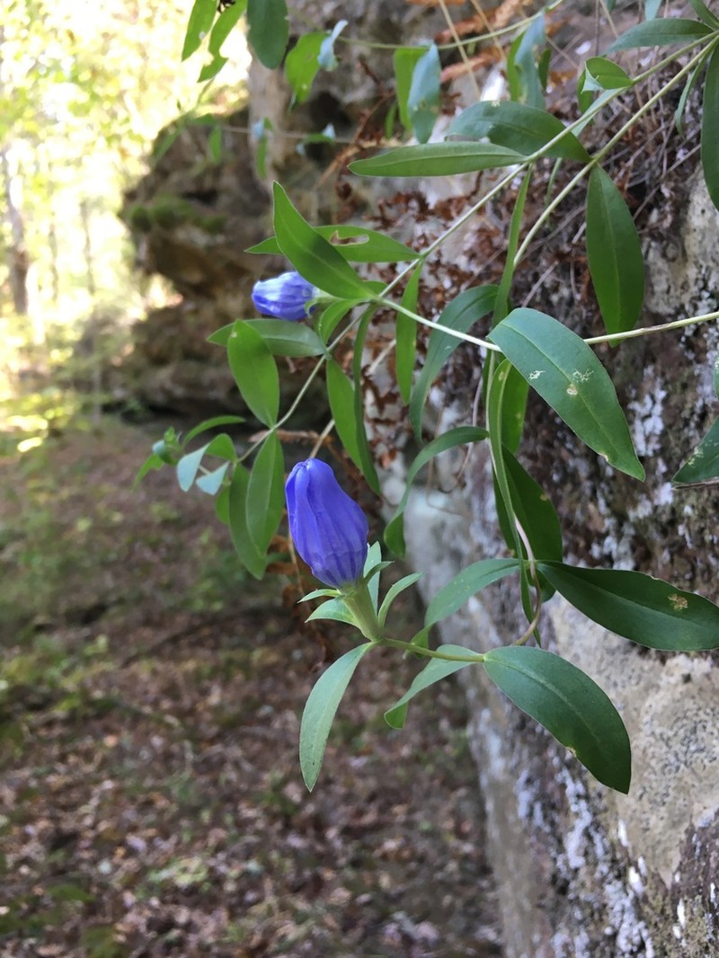 Harvestbells photo 2