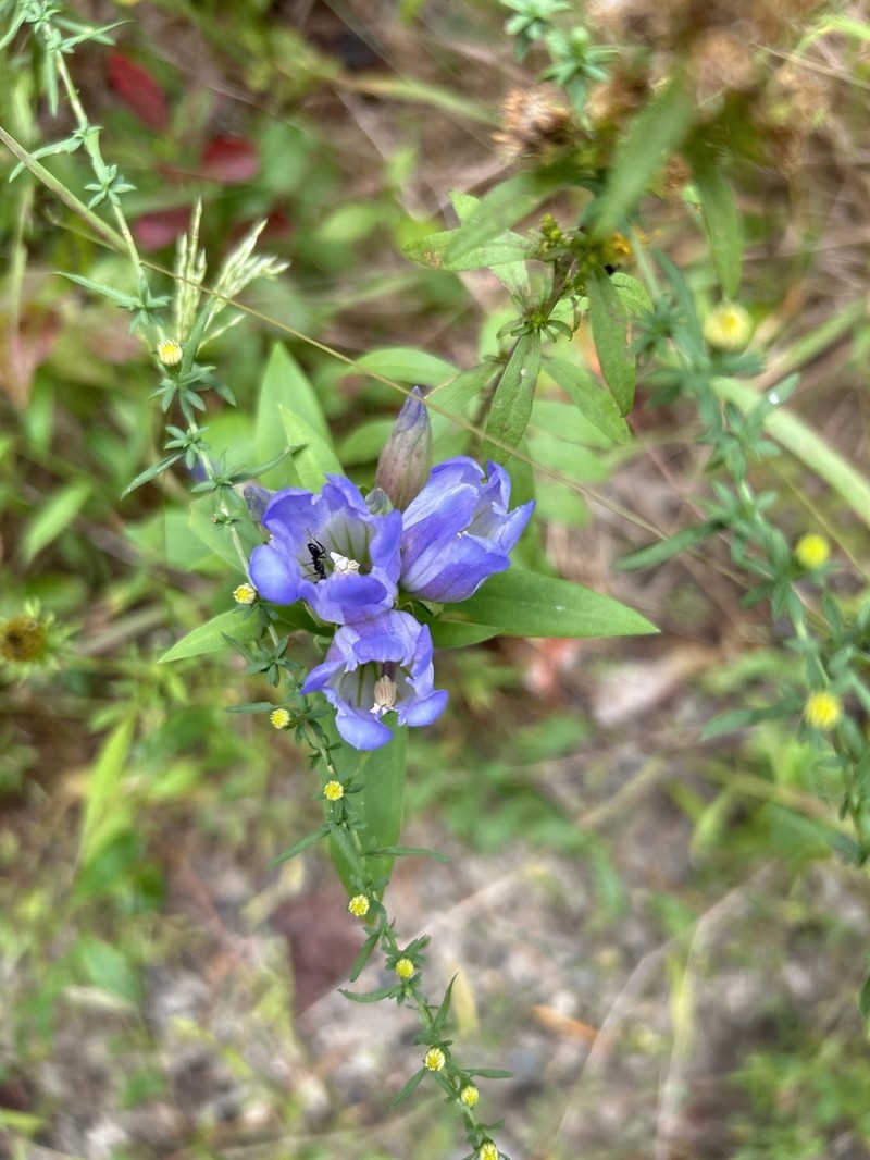 Harvestbells photo 3