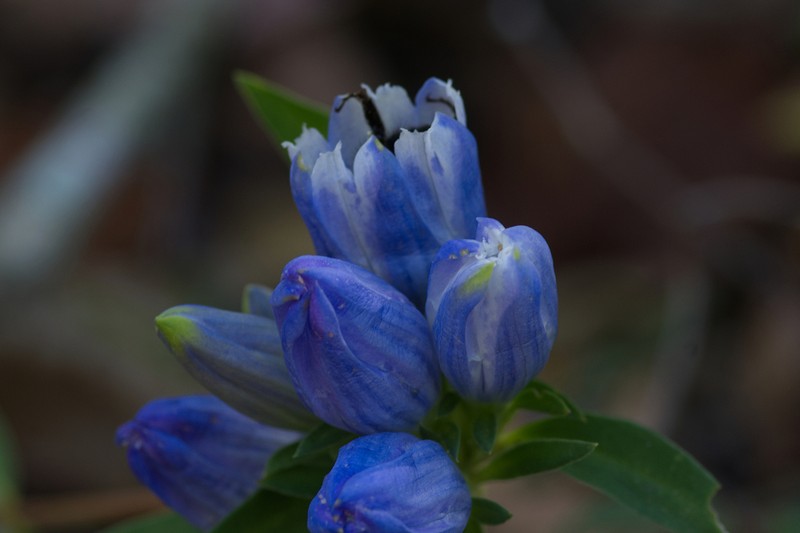 Harvestbells photo 4